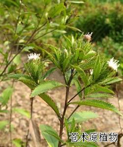 蒼術(shù)原植物