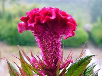 雞冠花原植物