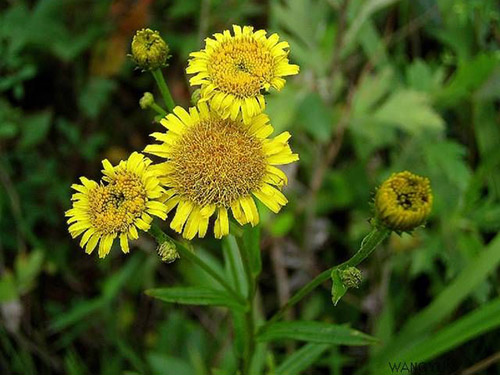 旋復(fù)花原植物