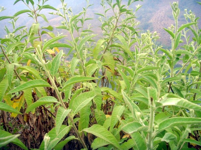 艾納香原植物