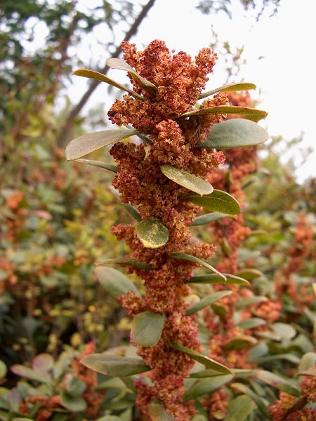 矮楊梅原植物