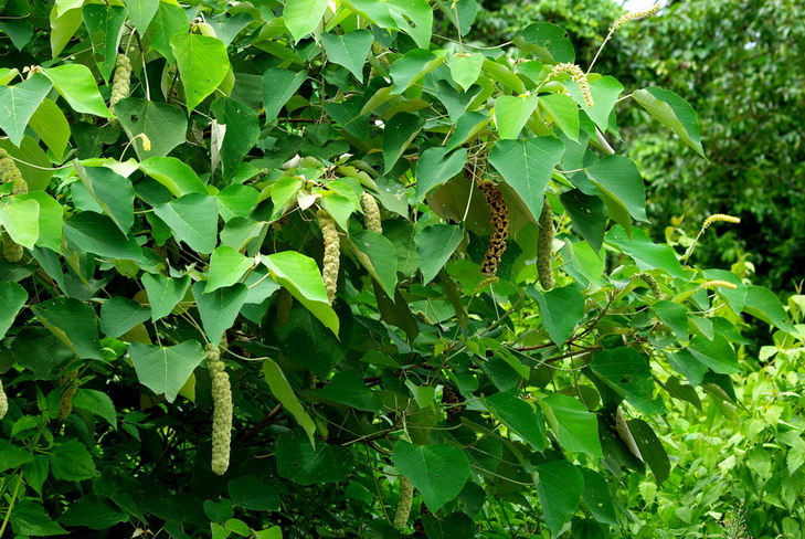 白背葉根原生態(tài)