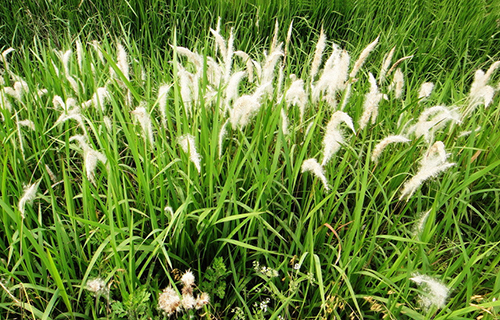 白茅花原形態(tài)