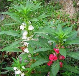 霸王七原植物-鳳仙花