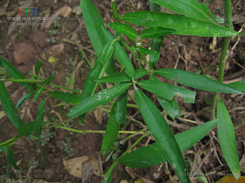 駁骨草原形態(tài)