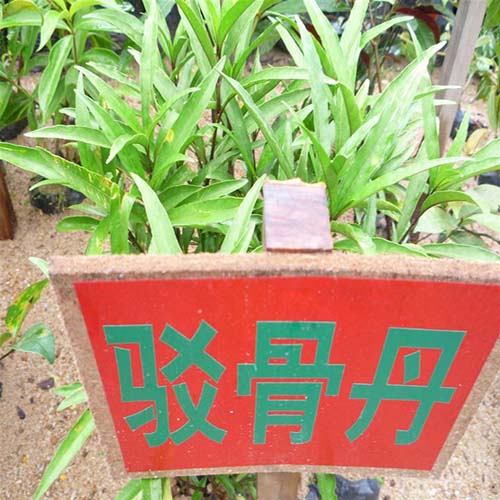 駁骨丹原形態(tài)