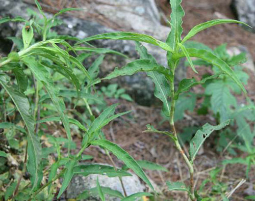 蠶繭草原植物