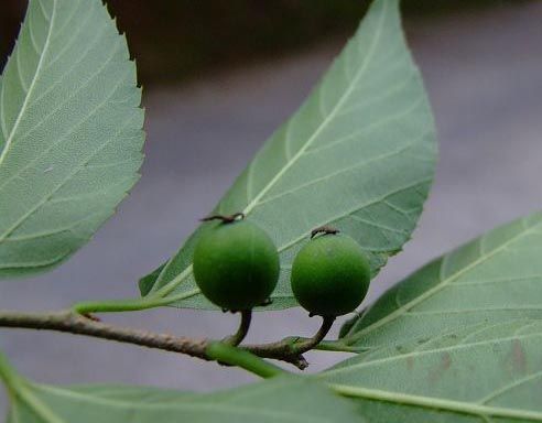 糙葉樹原生態(tài)