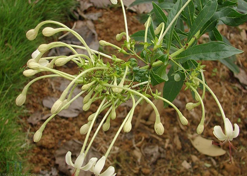 長管假茉莉原態(tài)