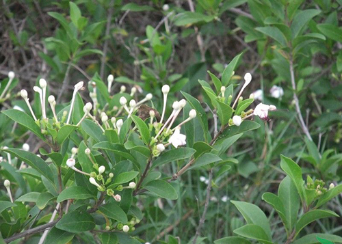 長管假茉莉原植物