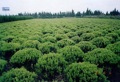 茶樹(shù)原生態(tài)