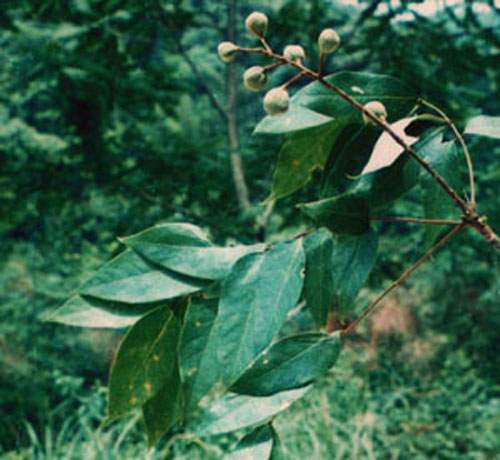 山桃樹(shù)