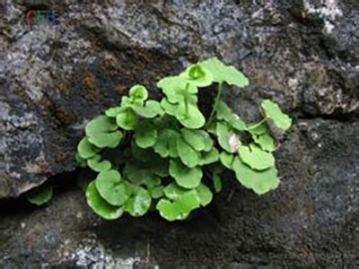 突隔梅花草原生態(tài)