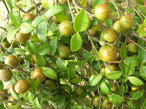 油茶樹原形態(tài)