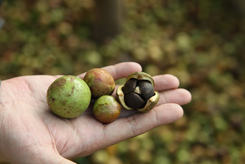 茶油