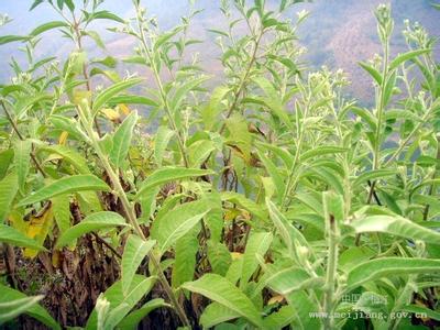 植物-艾納香